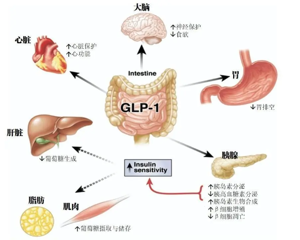 时代变了！GLP-1让打针吃药也能减肥成为现实